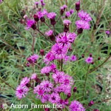 VERNONIA ANG PLUM PEACHY