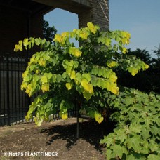 CERCIS CAN HEARTS OF GOLD