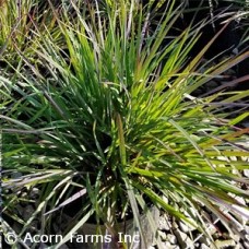 SCHIZACHYRIUM SCO SMOKE SIGNAL