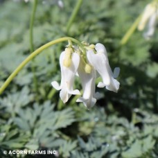 DICENTRA WHITE DIAMONDS