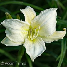 HEMEROCALLIS GENTLE SHEPHERD