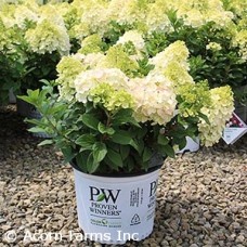 HYDRANGEA PAN LITTLE LIME PNCH