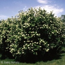 VIBURNUM LENTAGO