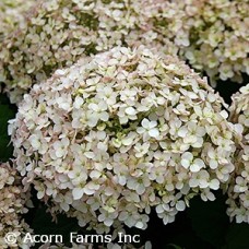 HYDRANGEA INVINCE WEE WHITE