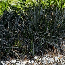 OPHIOPOGON PLA NIGRESCENS