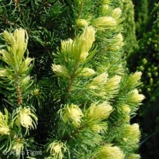 PICEA GLAUCA RAINBOWS END