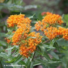 ASCLEPIAS TUBEROSA