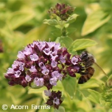 ORIGANUM DROPS OF JUPITER