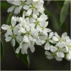 AMELANCHIER LAEVIS LUSTRE