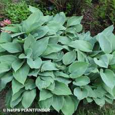 HOSTA HALCYON