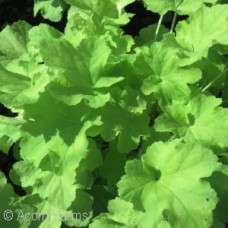 HEUCHERA CITRONELLE