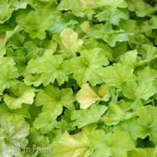 HEUCHERA GUACAMOLE