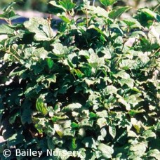 VIBURNUM OPULUS NANUM