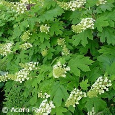 HYDRANGEA QUERCIFOLIA