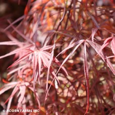 ACER PAL RED PYGMY