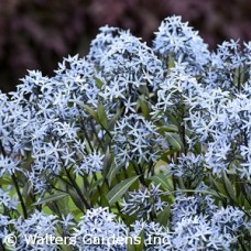 AMSONIA TAB STORM CLOUD