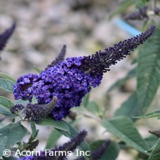 BUDDLEIA PUGSTER BLUE