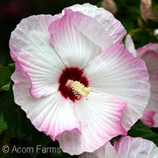 HIBISCUS BALLET SLIPPERS