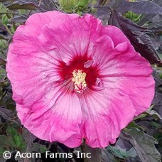 HIBISCUS INNER GLOW