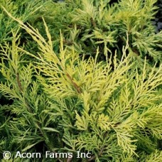 JUNIPERUS CHI GOLD LACE