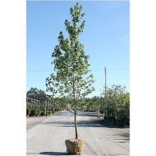 LIQUIDAMBAR STYRACIFLUA