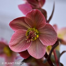 HELLEBORUS HGC MERLIN