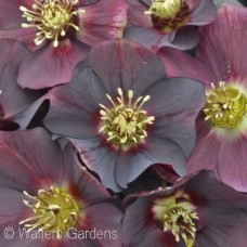 HELLEBORUS ROME IN RED