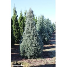 JUNIPERUS VIR BURKII