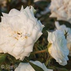 ROSA DRIFT WHITE GC