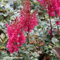 ASTILBE CHI LOWLANDS RUBY RED