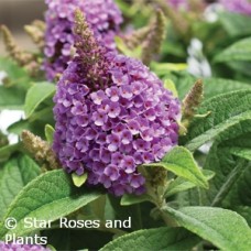 BUDDLEIA DAPPER LAVENDER