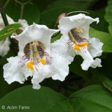 CATALPA SPECIOSA