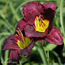 HEMEROCALLIS BELA LUGOSI