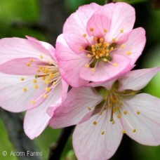 PRUNUS PINK FLAIR