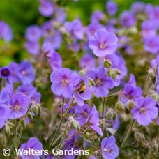 GERANIUM PRA BOOM CHOCOLATTA