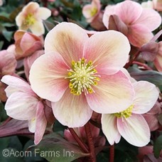 HELLEBORUS HGC PINK FROST