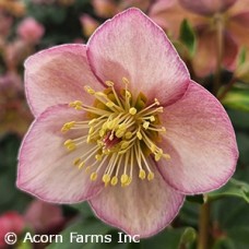 HELLEBORUS ICE N ROSES E ROSE