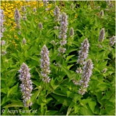 AGASTACHE BLUE FORTUNE