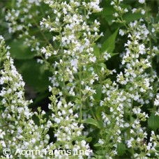 CALAMINTHA NEPETA