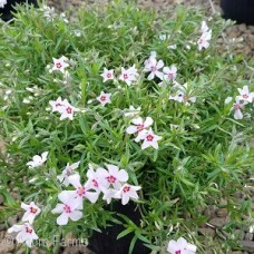 PHLOX SUB CORAL EYE