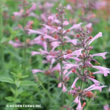 AGASTACHE SUNRISE SALMON PINK