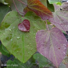 CERCIS CAN FOREST PANSY