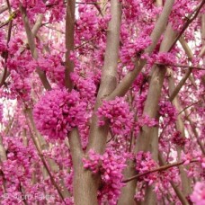 CERCIS CANADENSIS