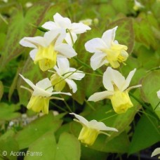 EPIMEDIUM VER SULPHUREUM