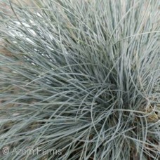 FESTUCA OVI BEYOND BLUE