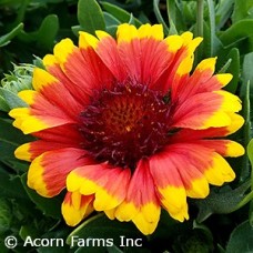 GAILLARDIA SPINTOP RED STARBUR