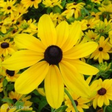 RUDBECKIA INDIAN SUMMER