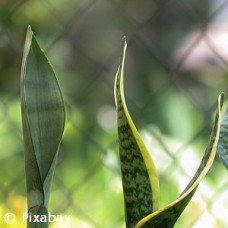 SANSEVERIA