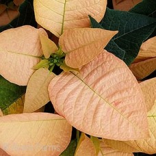 POINSETTIA AUTUMN LEAVES