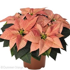 POINSETTIA CINNAMON